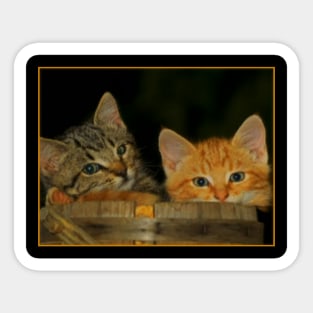 Howard Moon's Calming Kittens Sticker